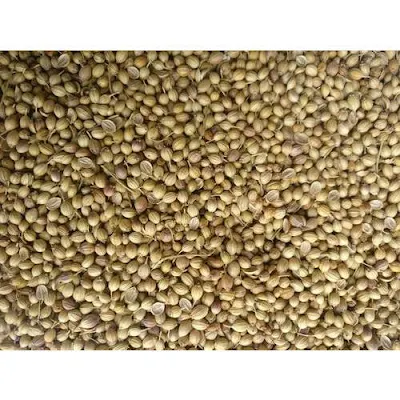 Organic - Coriander Whole - 100 gm