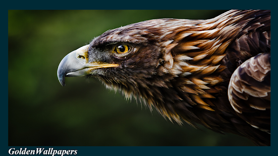 Eagle Wallpaper Android Apps On Google Play