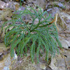 Flat-branched Tree-Clubmoss