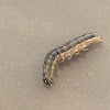 Armyworm Moth