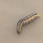 Armyworm Moth