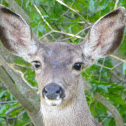 Black tailed deer