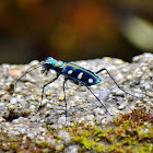 Blue-spotted Or Golden-spotted Tiger Beetle