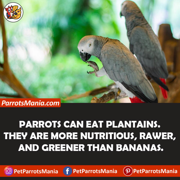 Plantains For Parrots