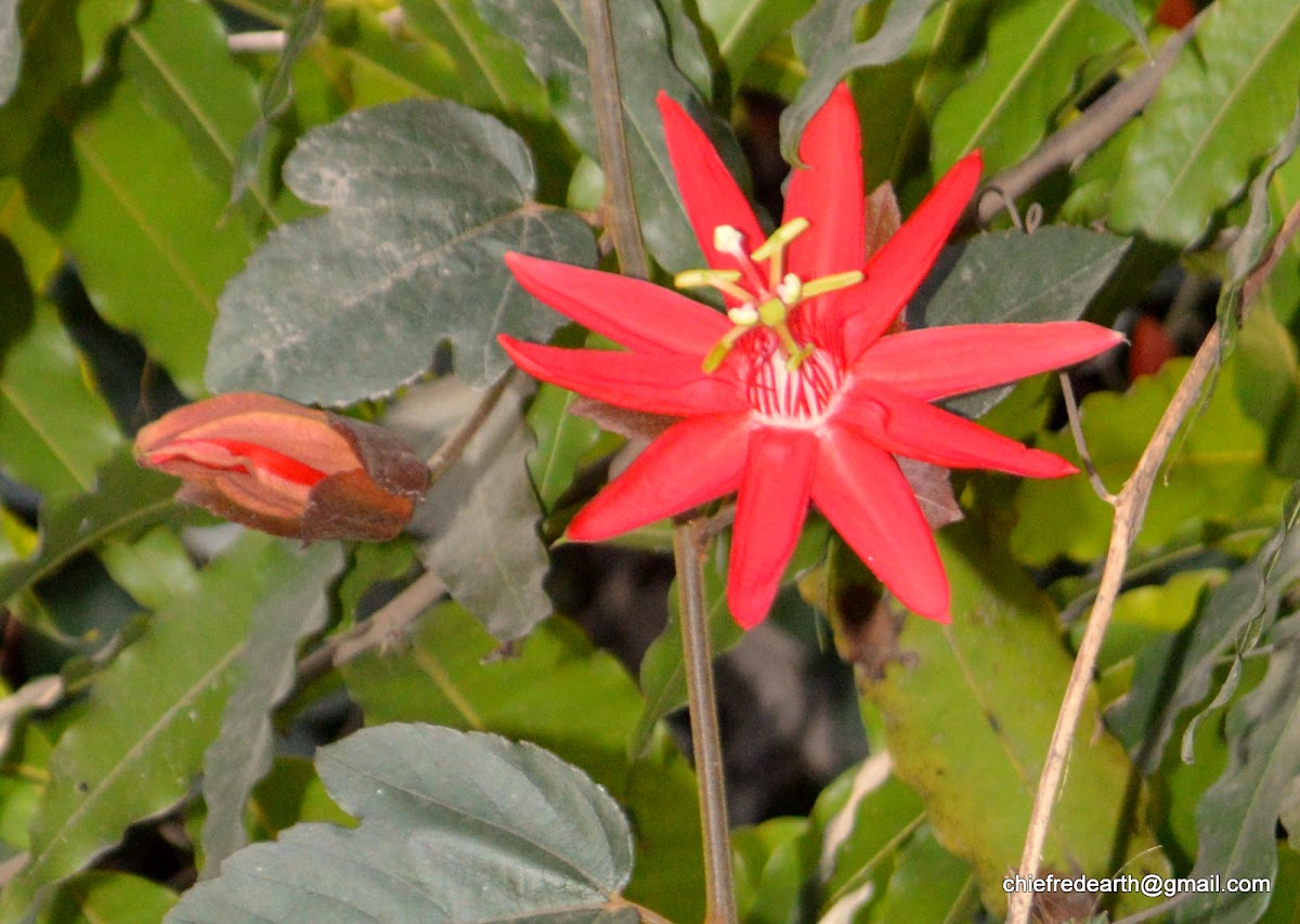 passion flower