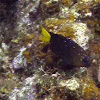 Yellowtail Damselfish