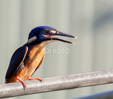 Immature Azure Kingfisher by Trevor Smart -   ( crash victim, azure kingfisher, flew away safe, bird, immature, kingfisher )