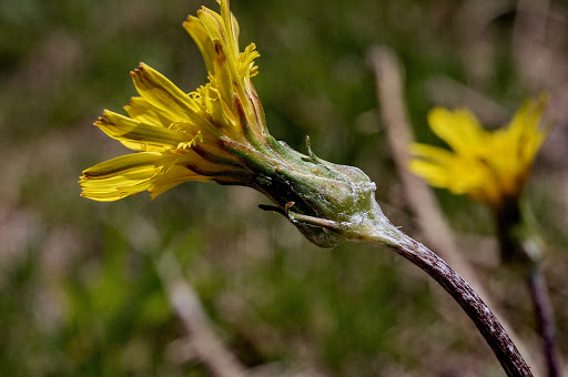 Scorzonera humilis