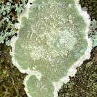 White Blanket Lichen