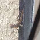 Brown Anole