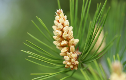 young pine cones small promo image