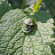 Green Tortoise Beetle