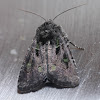 Bristly Cutworm - 10397