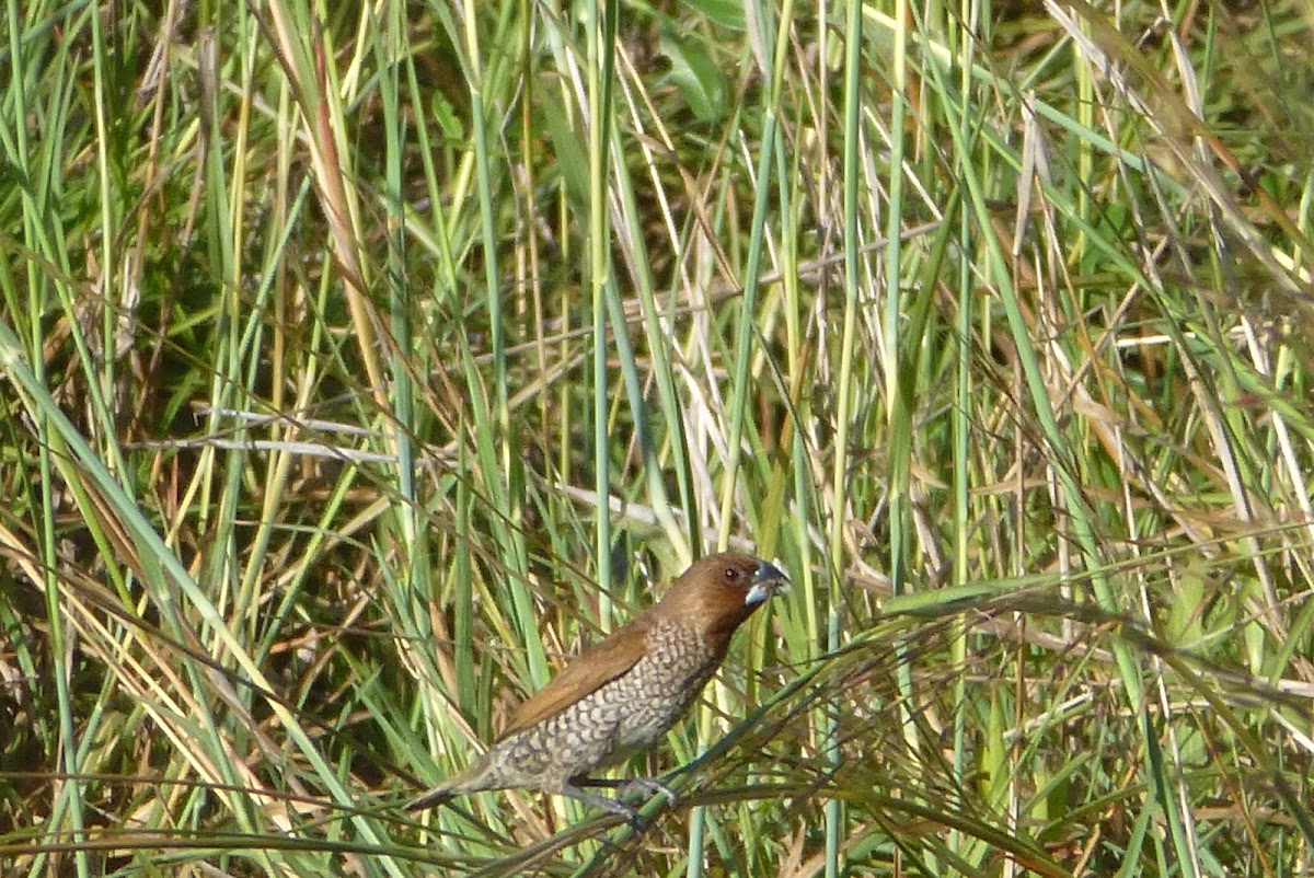 Scaly-breasted Munia