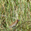 Scaly-breasted Munia