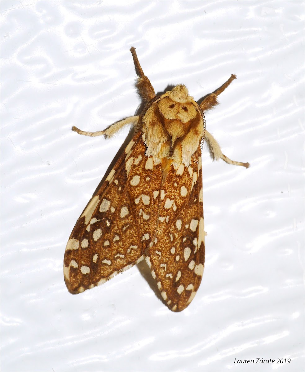 Hickory Tussock Moth