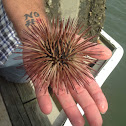 sea urchin