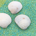 Cross-barred Venus Clams