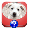 Dog Breeds Quiz icon