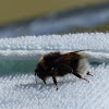 Bombus (borinot)