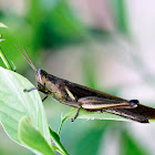 grasshopper