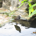 White breasted waterhen