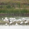 Black-faced Spoonbill