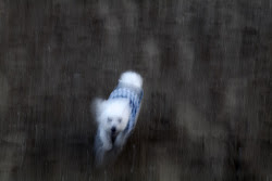 Cane bianco su spiaggia nera