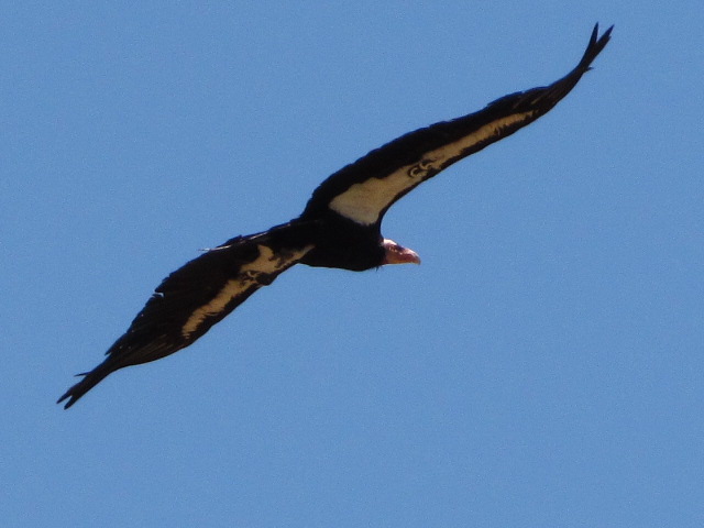 California Condor