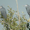 Western Reef Egret