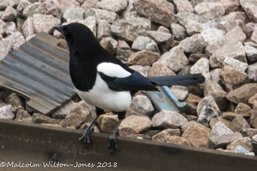 Magpie