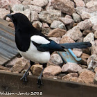 Magpie