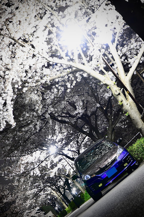 フィットのフィットRS・サクラと愛車・桜とコラボに関するカスタム事例の投稿画像1枚目