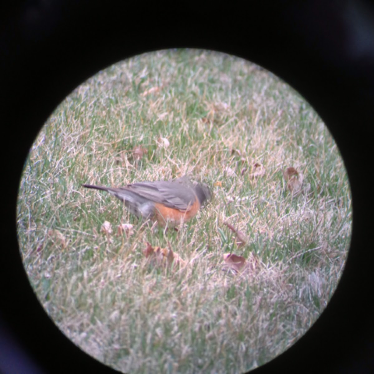 American Robin