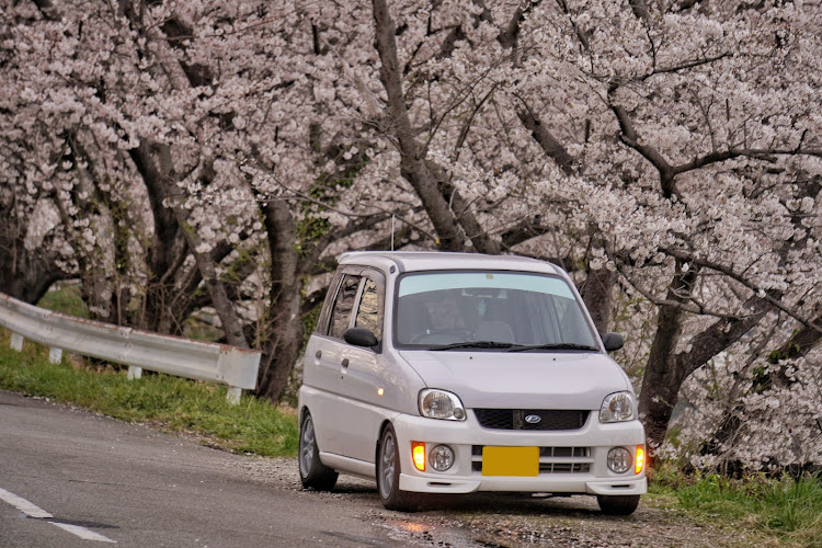 プレオバンの目指せPickUpCars・桜とコラボ・サクラと愛車・新境川・桜に関するカスタム事例の投稿画像2枚目