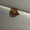 Nine spotted lady bird beetle