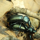 Darkling Beetles