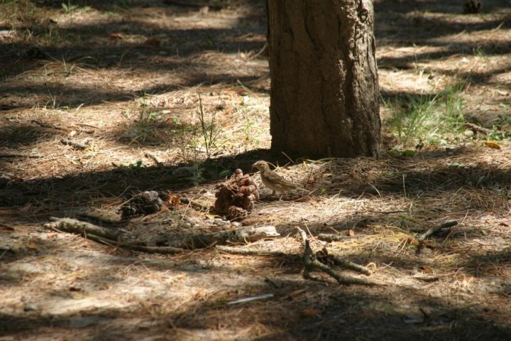 Nel bosco di lealvalu