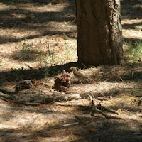 Nel bosco di 