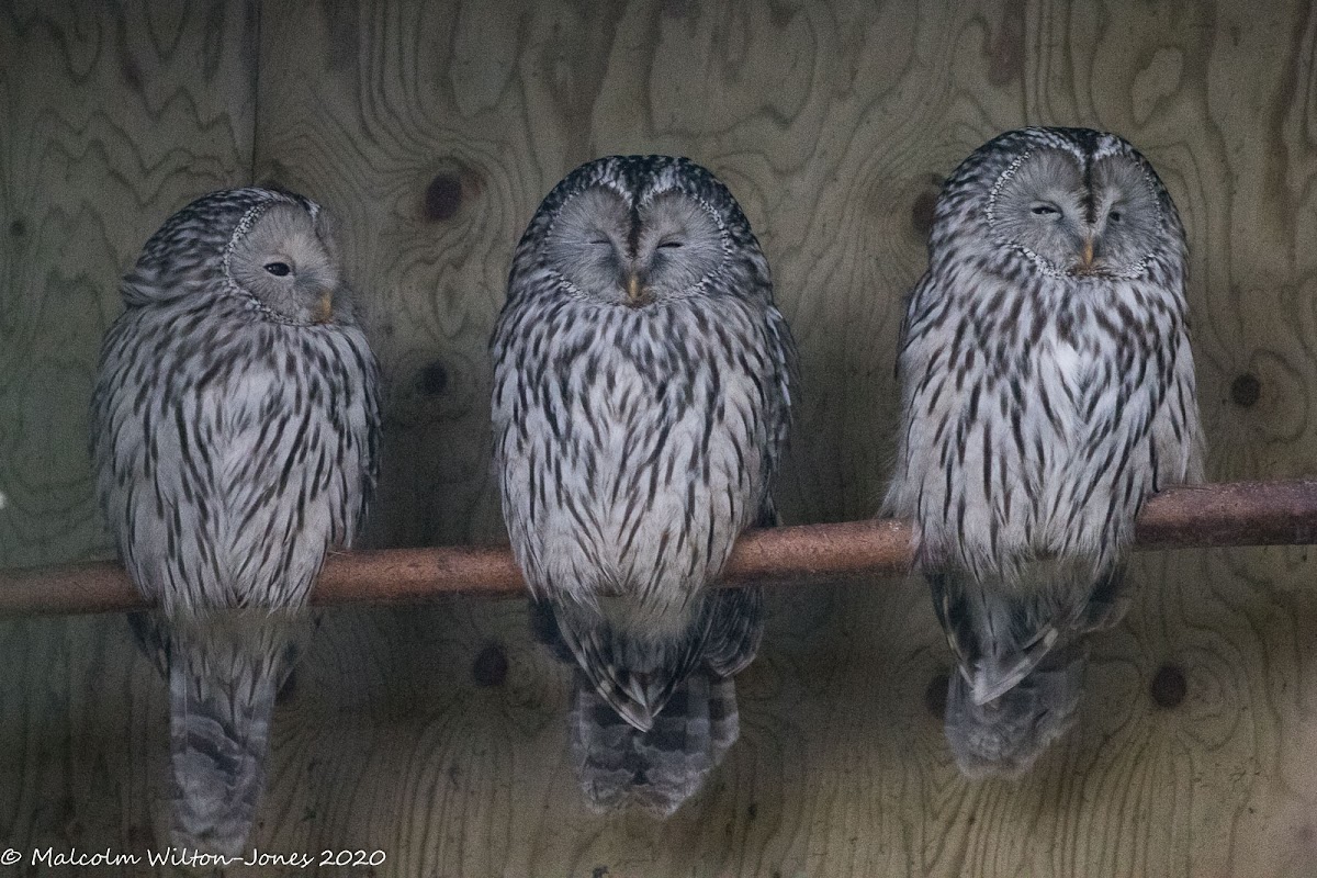 Ural Owl