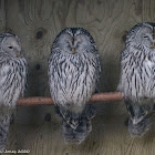 Ural Owl