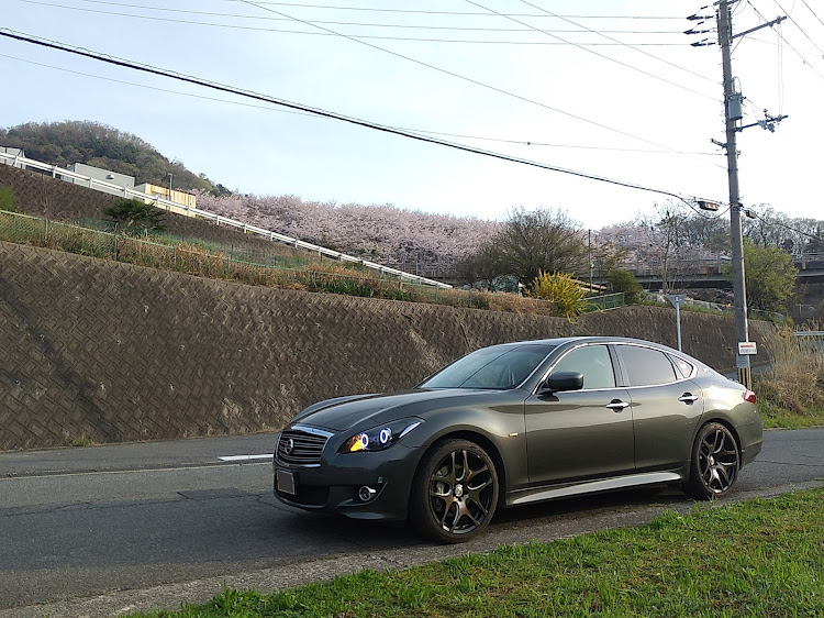 フーガ 51のサクラと愛車・4月7日(日)早朝・大阪府南河内郡太子町・斜面の桜🌸・春の龍穣会告知に関するカスタム事例の投稿画像8枚目