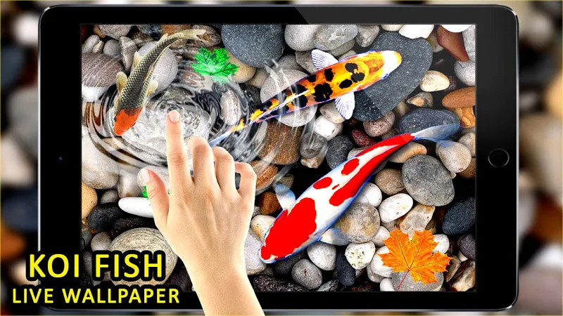 3D Koi Fish Wallpaper HD Fish Live Wallpapers Free - Latest version for  Android - Download APK