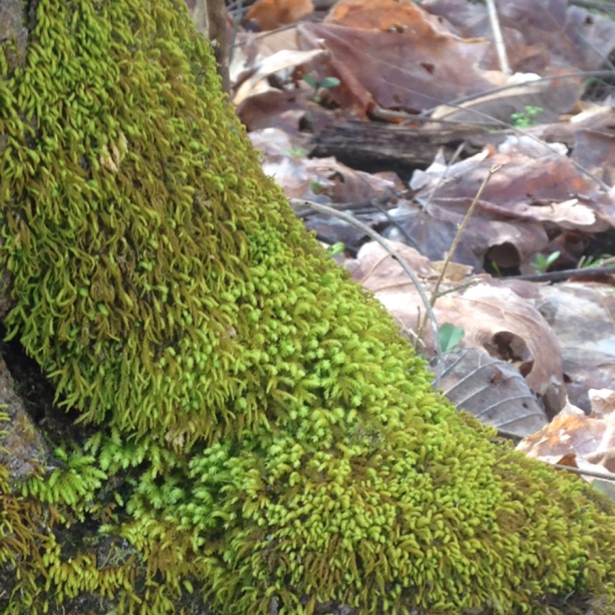 Green moss