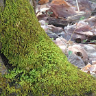 Green moss