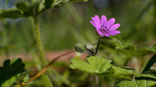 Geranium molle