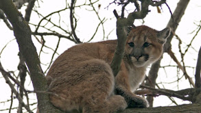 Cougars On The Run thumbnail