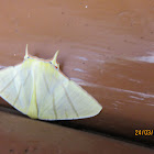 Swallow-tailed Moth