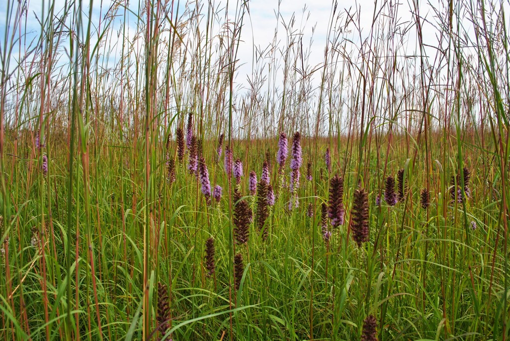 Prairie Blazing Star