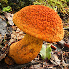 Flaming Gold Bolete